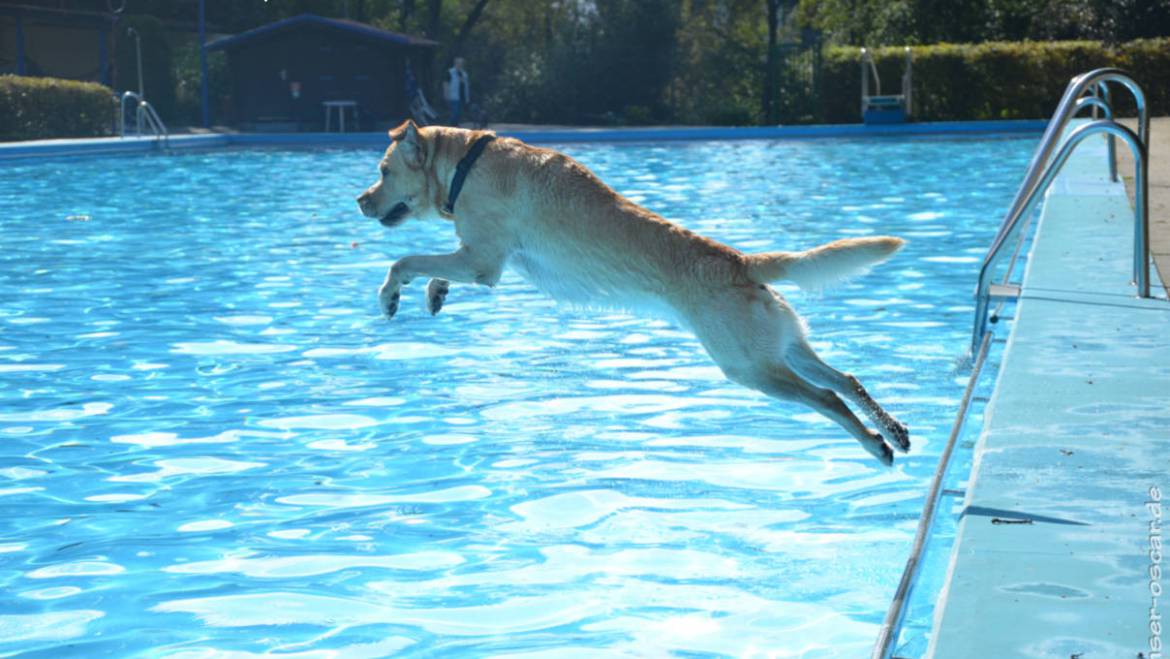 Hundeschwimmen im Freibad Eckbusch