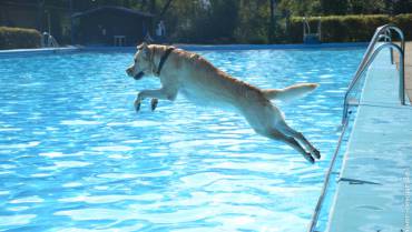 Hundeschwimmen zum Saisonabschluss im Freibad Eckbusch