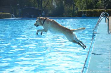 Hundeschwimmen im Freibad Eckbusch