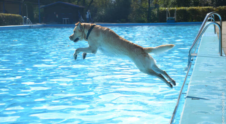 Hundeschwimmen im Freibad Eckbusch